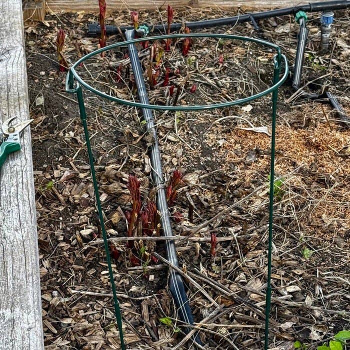 Celtic Farm LLC - 24" Plant Hoops – 8-Piece Green Metal Plant Support Stake Kit for Garden Plants, Flowers & Vegetables