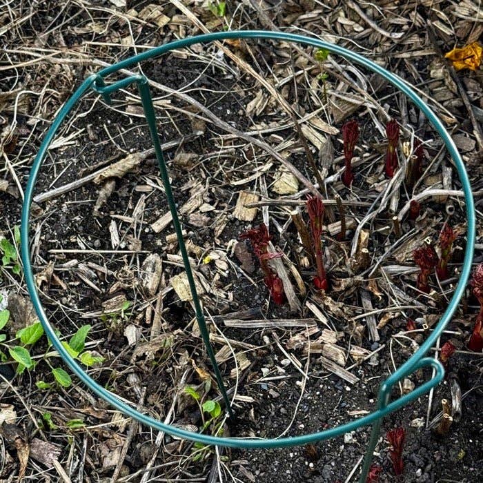 Celtic Farm LLC - 24" Plant Hoops – 8-Piece Green Metal Plant Support Stake Kit for Garden Plants, Flowers & Vegetables